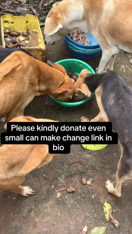 #dogslife #dogloversfeed #animals 