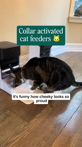 Best solution for special diet multi cat homes 🐈‍⬛  #cats #catlovers #catfood #petlibro #pets #petlovers #catslovers #catlover #cat #kitten #kitty #kitties #siamese #siamesecat #tabby #tabbycat #tuxedocat #blackcats #blackcat #catmom #catmomlife #cattok #catsoftiktok #Home #homedecor #homedesign #interior #decor #design #interiordesign #interiordecor #tiktokshoprestock #spotlightfinds #ttsdelightnow #ttslevelup #summersale #tiktokshopsummersale #dealsforyoudays #tiktokshopmadeyoushop #tiktokshopcreatorpicks