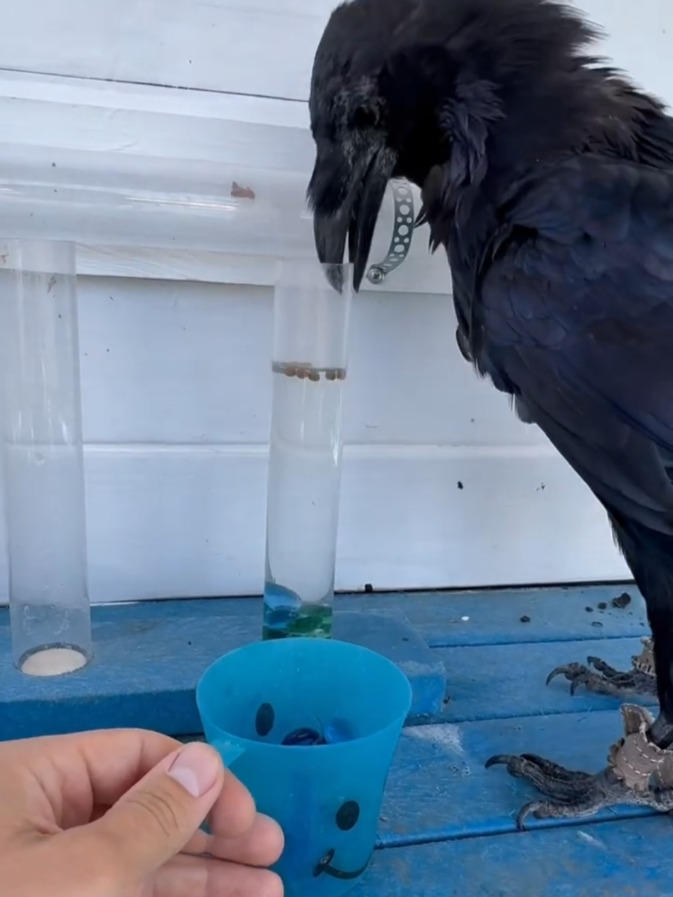 Intelligent crow training  #petcrow #bird #birdlover #raven 