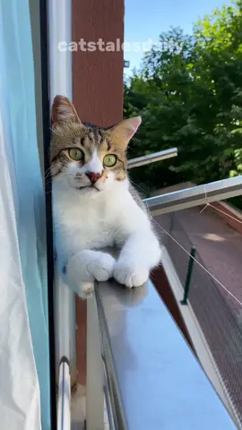 If a cat loves a human, it will show it through three subtle signs. #cat #facts #catlover ##catsoftiktok 
