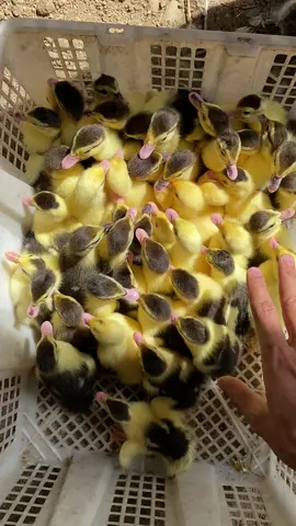 🐣🐣🐣🐣#entok 