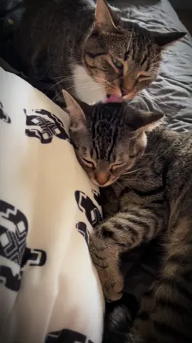 #cattok #catsoftiktok #pets #adorable #cute #playfulcats #catlover #trending 