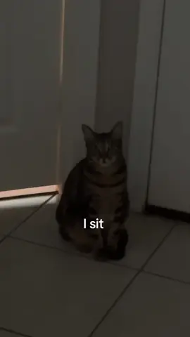 Soup is special. Lights are on but There’s nobody home #cat #catsoftiktok #soad #systemofadown #cats #smoothbrain #fyp 