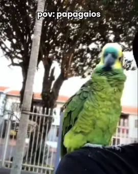 será que o 🦜 fico com medo😂 #animaisengraçados #fy  #papagaiofalante 