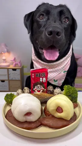 #labrador #cute #dog #pet #feed 