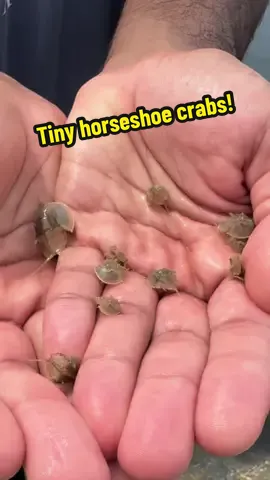 Happy Friday! Here are some of the tiny friends we collected during this week’s field days! 🐚✨