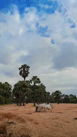 အမေနဲ့ရွာကိုလွမ်းတယ်  #တောသဘာဝ #တောသဘာဝတောအလှ😍 #အညာအလှ #အညာသူလေး #foryoupage #viwerတေရှယ်ကျ😔👍 #viweမတက်လဲတင်တယ်ကွာ☹️🖤 