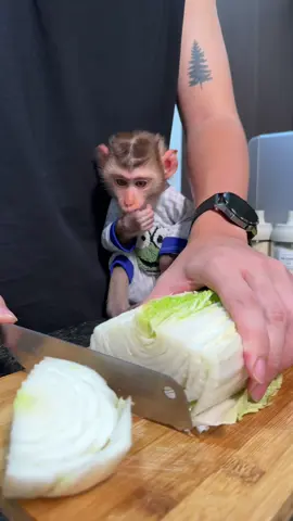 BiBi tries Korean food for the first time #monkey #pets #viral 