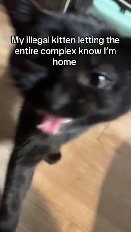 I was gone 45 minutes girl calm down #kitten #cat #catsoftiktok #apartment 