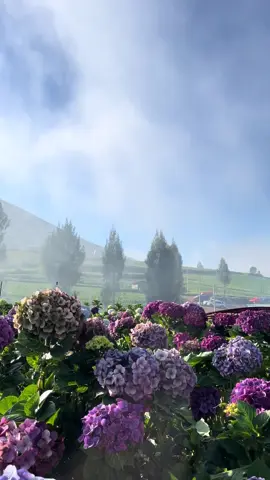 Ga sia sia melawan dinginnya batu 😍#kebunbungahortensia #brakseng 