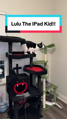Lulu took over my TV!! #cattok #catsoftiktok #cats #catlover #catdad 