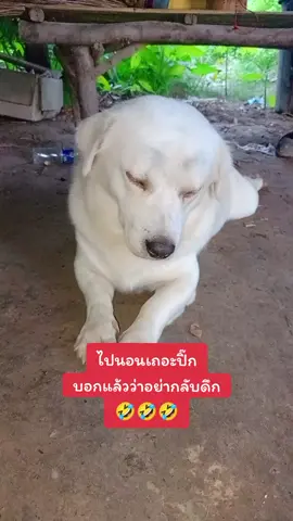 #บอกแล้วอย่ากลับดึก#หมาขี้เล่น #หมาอารมณ์ดี 