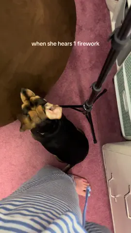 poor mocha  #dogs #dogsoftiktok #redheadthriving #connecticut 