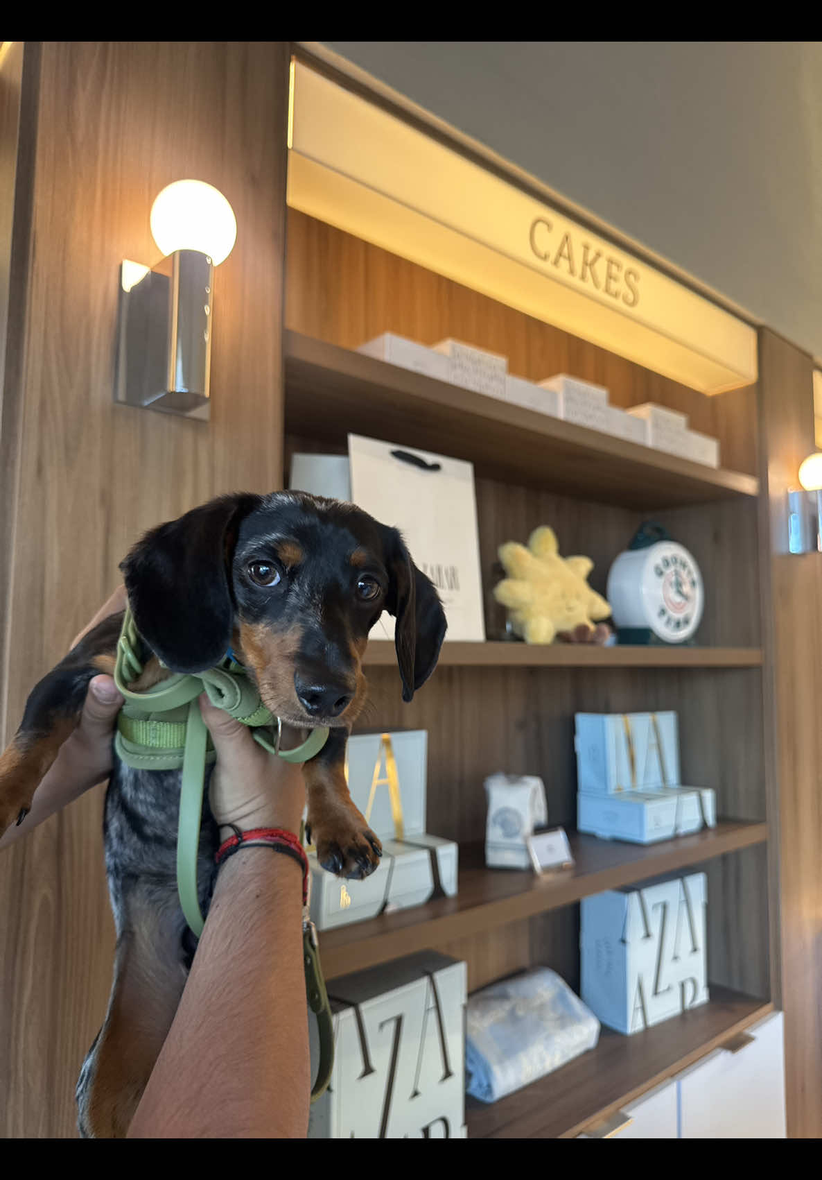 Can never eat in peace 🥹                         #fyp #dachshund #weinerdog 