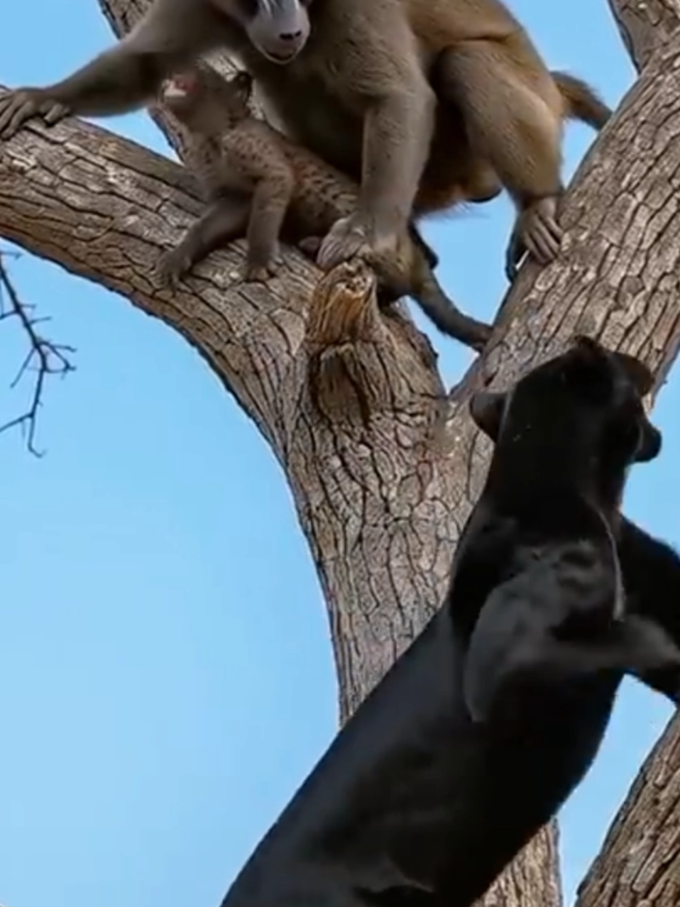 monkey attack black panther baby #foryou #foryoupage #foryou #foryou #foryou #foryou ##foryou #foryou #foryou #foryou #foryou #foryou #foryou #foryou #foryou 