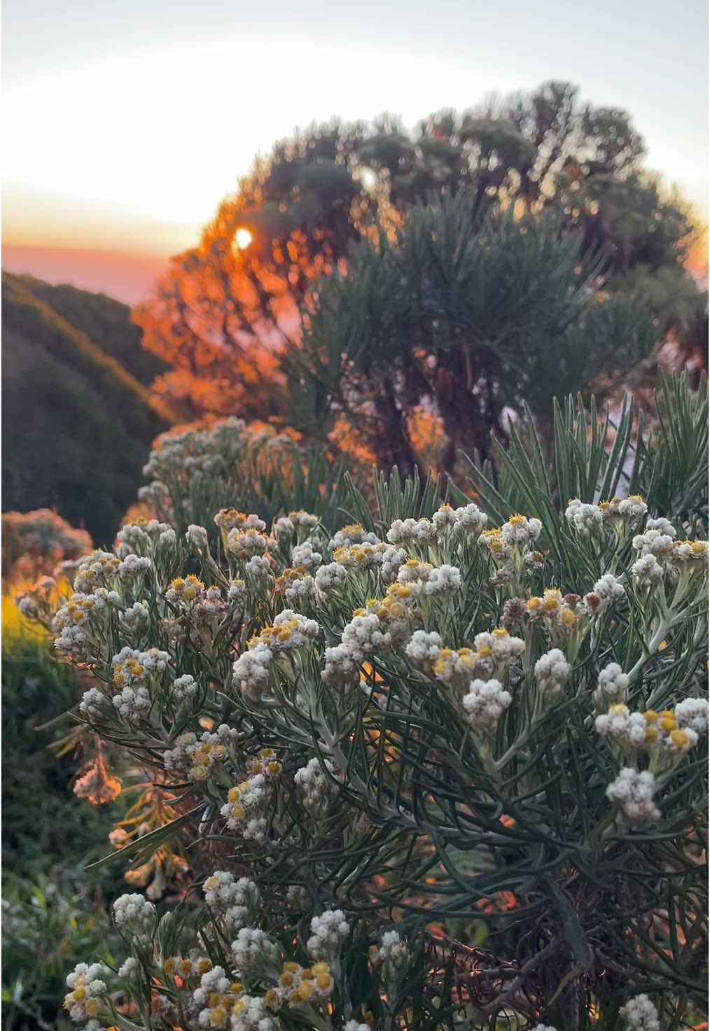 ⛰️ #merbabu #merbabumountain #sunrise #edelweiss 