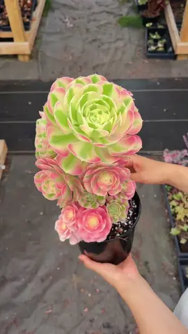 A tall Aeonium Pink Witch Bouquet Tree is available 😆 #aprilfarm #raresucculents #plant #greenhouse #gift #tiktokforyou #succulents #realliveplant #livestream #aeonium #bouquet 