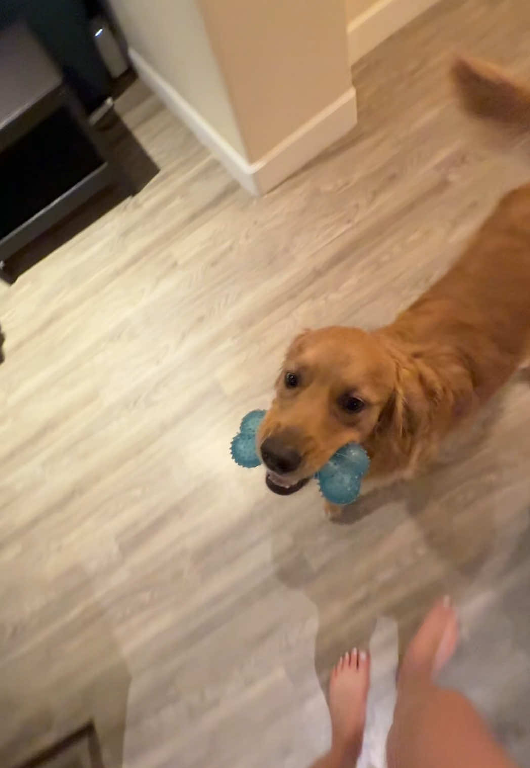 Hank and Nala are always my little shadows 😂  #dogmom #neveralone #goldenretriever #labrador #dogsoftiktok #fyp