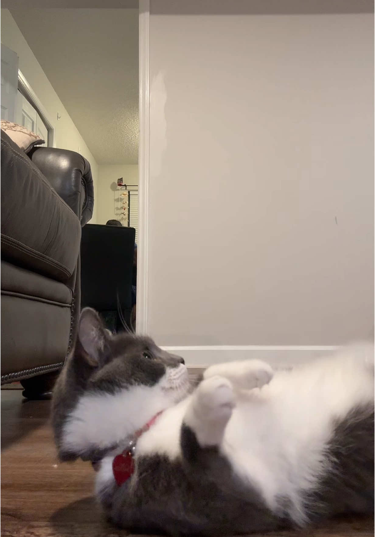 IM DED💀🤣#iwokeupinanewbugatti #catedition #catsoftiktok #cats #lima #xochi 