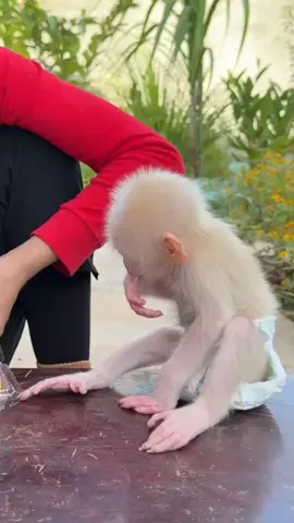 Eating donut 🍩. #cutebaby #monkey  #monkeydluffy #unitedkingdom #Uk #pets #animallover 