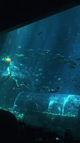 🫧🧜🏻‍♀️ #phuquoc #vinwonders #aquarium 