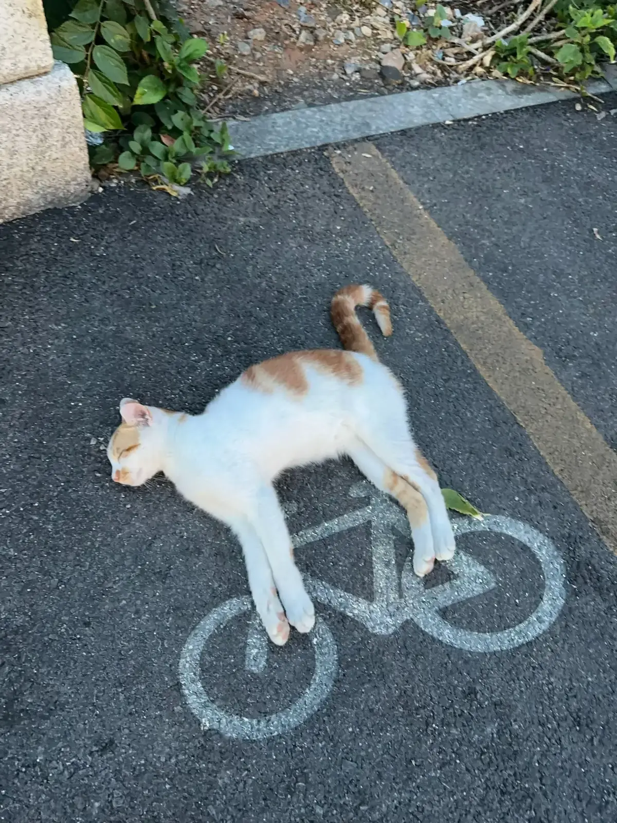 #kitty #pet #cat 