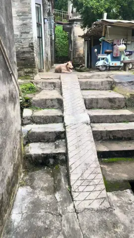 Not much time left #puppy #pet #dog 