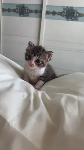 Cuteeeeee 🥰#kitten #cute #babycat #catlover #funnycat #meow 
