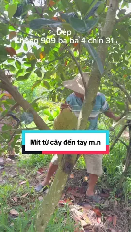 Hành trình của trái mít #nhàyama #phanyennhi 