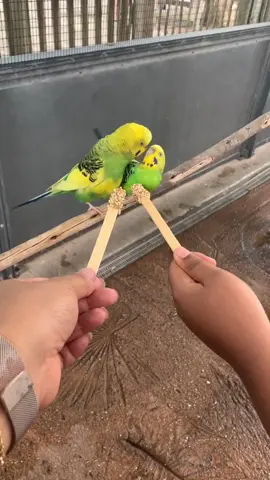 Now I gotta teach my kid bout the birds and the bees 😭😭😭