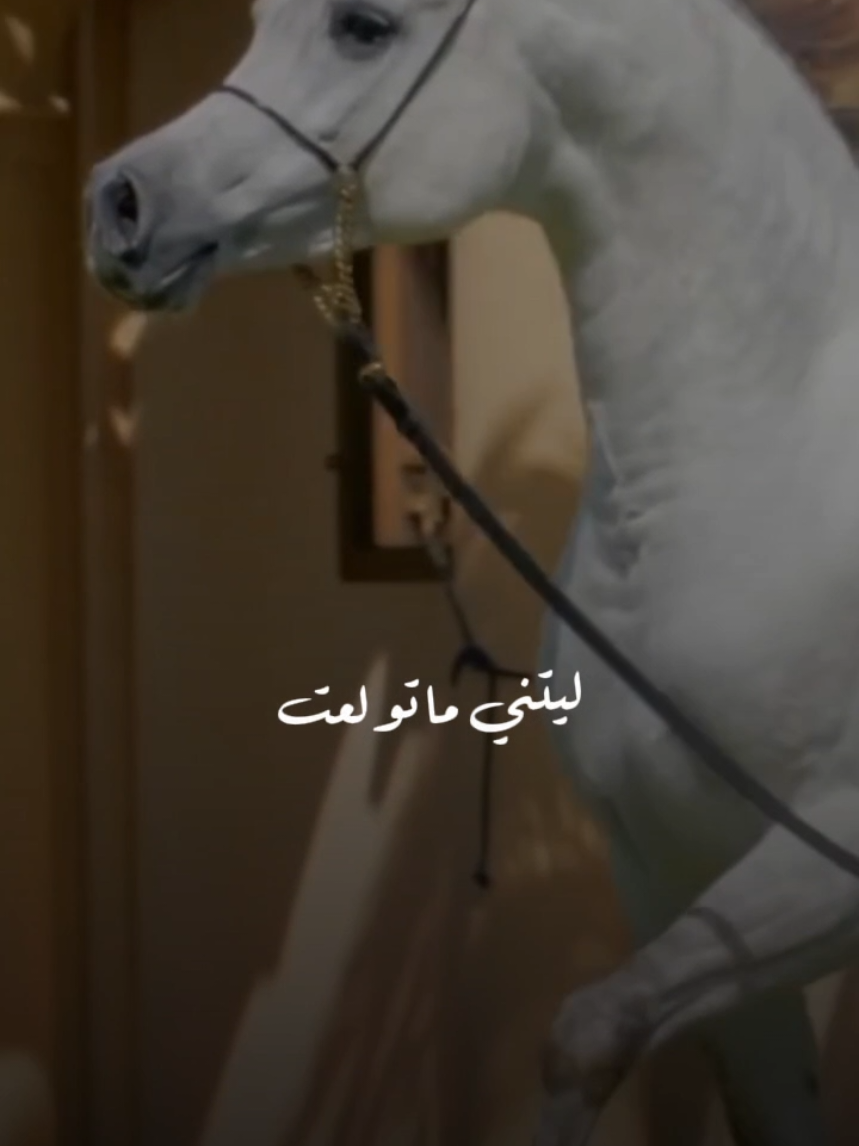#خيل #خيل_عربي_اصيل #خيل_عربي #أكسبلورر #أكسبلور_تيك_توك🌹🌹nora_norica 