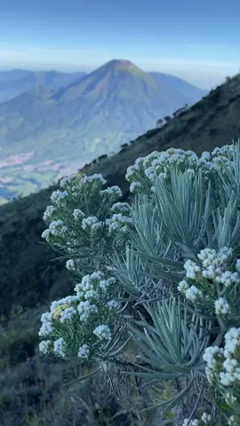 edelweis bunga abadi   #edelweiss #gunungsumbing3371mdpl #gajahmungkur #pendakiindonesia #pendakigunung #fyp 