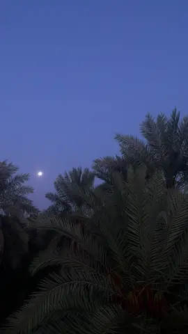 #الديره 