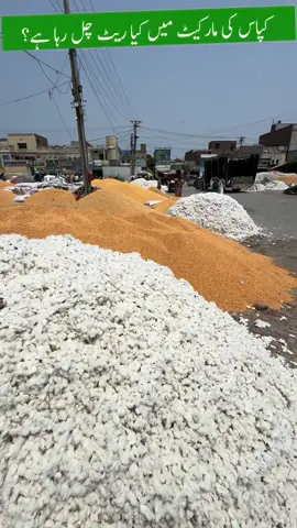 Kapasa ka rate #najafspeaks #chichawatni #kapas #cotton #rates #farmers 