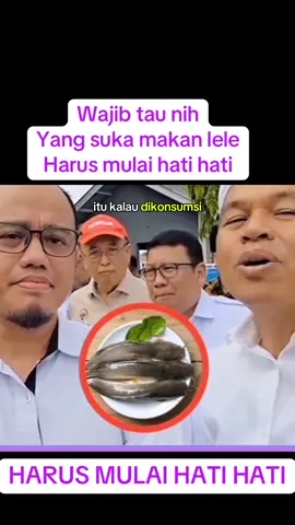 Wajib tau nih yang suka makan lele. #edukasi #informasi #lele #pecellele 