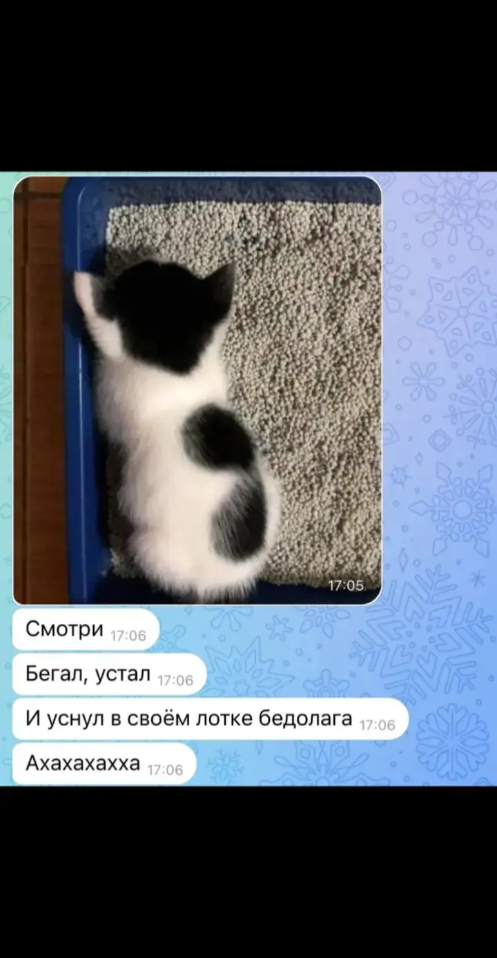 #ахахахахахахахахахахаххах #кот #лоток #устал #бедняшка #рек #рекомендации 