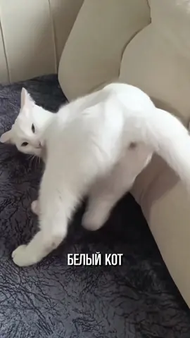 #белыйкот #кот #коты #кошки 