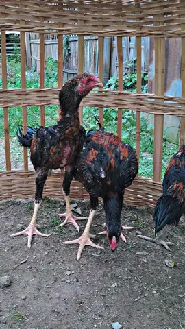 spesial promo usia 3 bulan borongan murah khusus pulau jawa free ongkir  #promo #freeongkir#pulaujawa #jawatimur #pakoy #ayampakoythailand #ayampakoyindonesia #salamsatuhobby #hobyayam #salamsatuhobby🙏🙏🐓🐓 