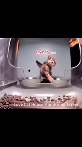 from the previous video not the come on dont leave me it cant be that easy #dogsoftiktok #catsoftiktok #dontmakethisflop #fyppppppppppppppppppppppp #makethisviral #makethisblowup #hashtag #burger #sad 