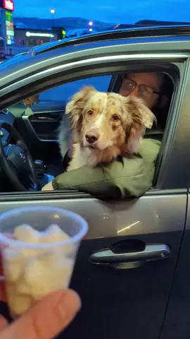 The dog’s obsession with the puppy cup #fun #fyp #pet #happy #dog#puppy 