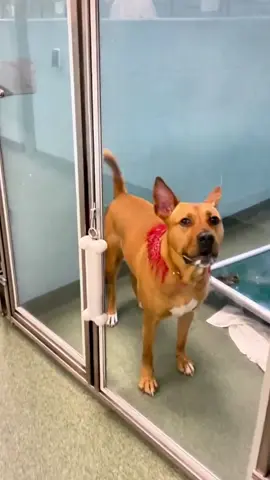 find a home for them…. #happydogs #videoviral #trending #loveyou #animals 