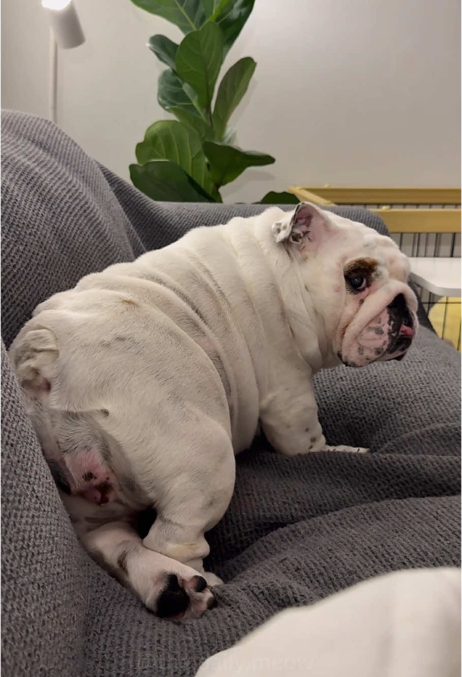 He farted… then left the room. 🚶‍♂️💨🏃‍♀️#fyp #animal #foryou #dog #dog 