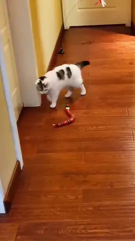 Smart Sensing Snake Toy For Cat Unboxing and Review 2025 - Cat Toy#cat #pettoys #toys #snake 