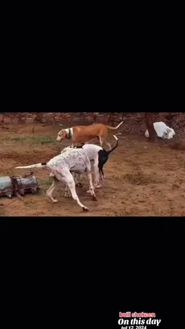 #bulldog #video #bullykuttalovers #viralvideos #bullykutta #videoviral #bully #foru #bullishokeen #786mahsab #mahsabdhanyal #dogsoftiktok #bullykutta🔥😎 #foryoupage❤️❤️ #forypage❤️❤️ #fyp #ukdogs #dogs 