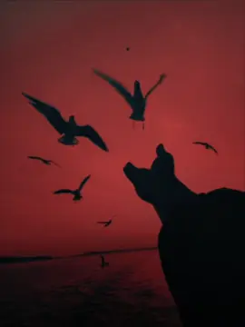 SCXR SOUL - SHADOW LADY #scxrsoul #aftereffects #phonkedit #aesthetic #aestheticvideos 