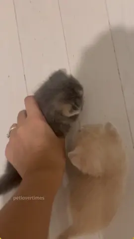These sounds are the most precious treasures in the world. #cat #catsoftiktok #catlover #funny #funnyvideos #foryou #fypage #fypツ #funnycat #funnytiktok #cats 