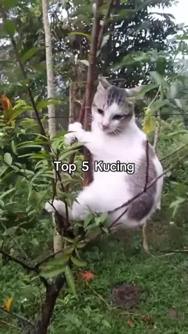 Top 5 Kucing #top5 #memestiktok #funny #fyp #memes #funnyvideo 