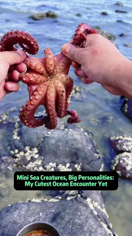 Mini Sea Creatures, Big Personalities: My Cutest Ocean Encounter Yet While exploring the shore, I stumbled across a surprising variety of mini sea creatures - all full of personality! From a fiery red octopus trying to make a quick escape, to a tiny lobster pinching like it owns the place, every moment was full of laughs and awe. The bright red octopus was a highlight, and I jokingly wished it a life full of 