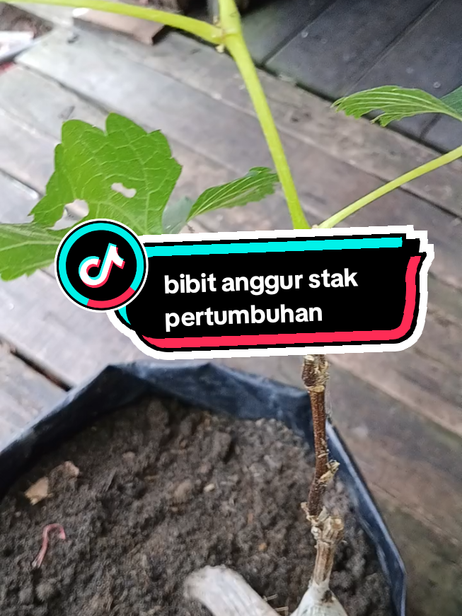diantara penyebab stak nya pertumbuhan bibit anggur iyalah.... 1- kurang teratur penyiraman 2- kurang nya pencahayaan #anggurhijau #fypシ゚ #ftypシ। #ftypシ #tabulampot #fyppppppppppppppppppppppp 