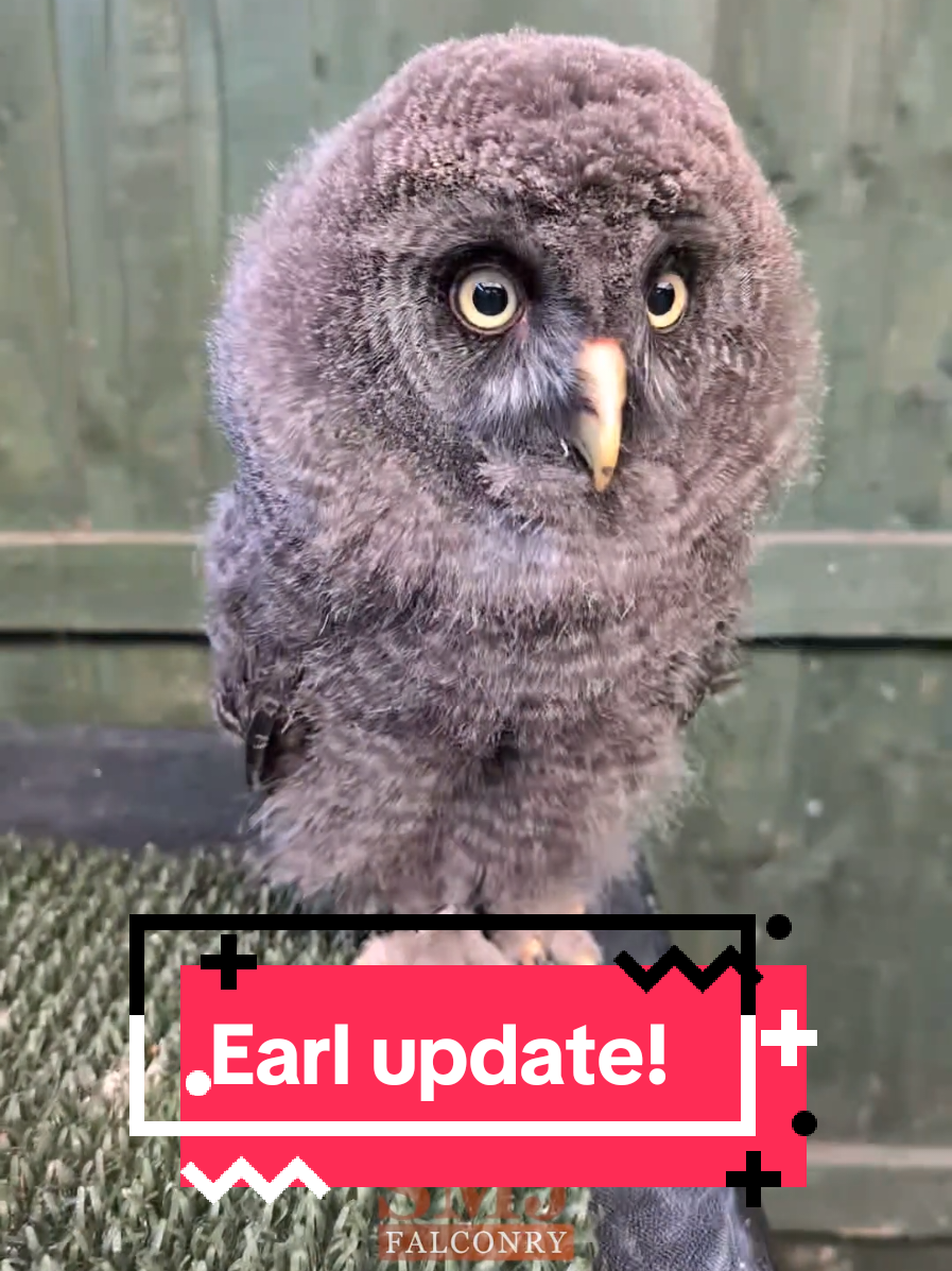 our Baby Great Grey Owl just keeps getting fluffier! It's been a challenging week of training with all this hot weather.... it's set to cool down in a few days however!  #babyowl #owlet #greatgrey #owls #birdtok #birdsofprey #falconry #smjfalconry 